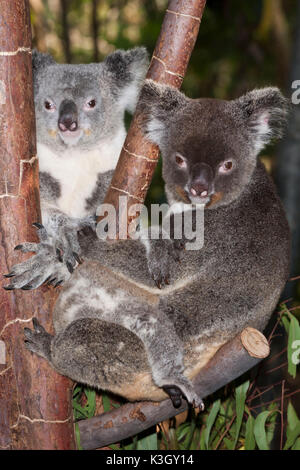 Koala, Mère et Joey, Phascolarctos cinereus, Queensland, Australie Banque D'Images