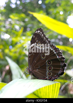 Owl, papillon Caligo sp., dans la forêt amazonienne. Le parc Madidi, Santa Cruz de la région. La Bolivie. Banque D'Images