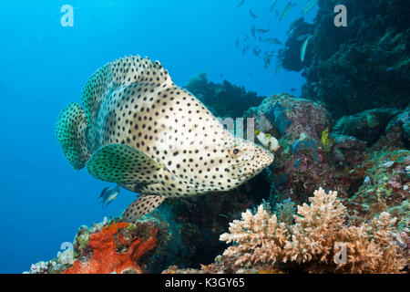 La Loche, Cromileptes altivelis, Grande Barrière de Corail, Australie Banque D'Images