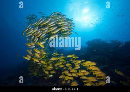 Banc de vivaneaux obèse et Fivelined Snapper Lutjanus lutjanus, Grande Barrière de Corail, Australie Banque D'Images