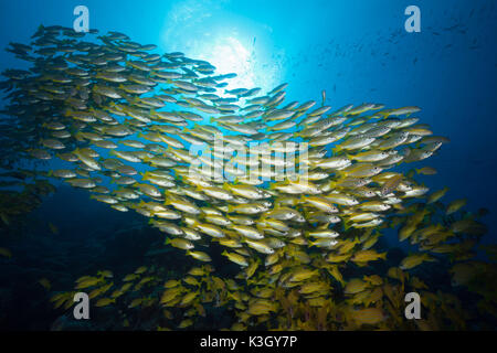 Banc de vivaneaux obèse et Fivelined Snapper Lutjanus lutjanus, Grande Barrière de Corail, Australie Banque D'Images