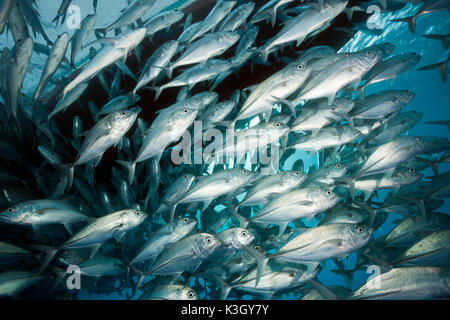 Bancs de caranges, Caranx sexfasciatus, Grande Barrière de Corail, Australie Banque D'Images