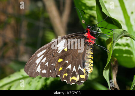 Cairns, papillon femelle de la CITES d'Ornithoptera priamus euphorion, Queensland, Australie Banque D'Images
