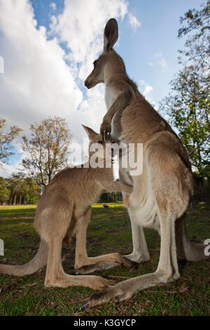 Kangourou gris, Macropus giganteus, Brisbane, Australie Banque D'Images