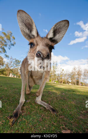 Kangourou gris, Macropus giganteus, Brisbane, Australie Banque D'Images