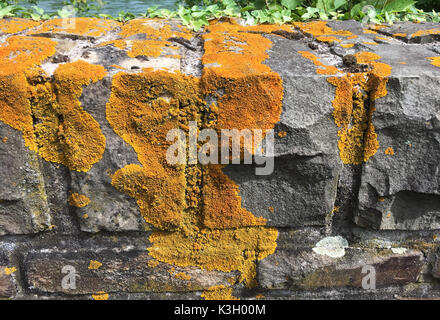 Xanthoria parietina, solarisation, lichen maritime sur un mur Banque D'Images