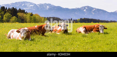 Paysage panoramique dans l'Allgäu fermer les vaches sur les pâturages et les montagnes des Alpes à l'arrière-plan Banque D'Images