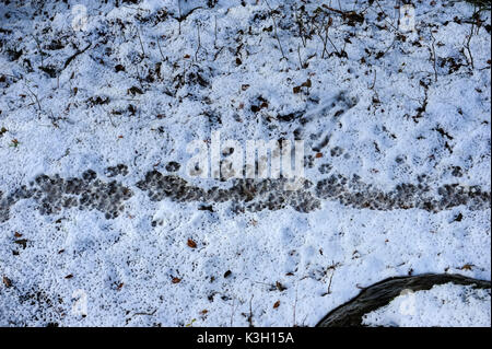 La neige des pistes de loup Banque D'Images