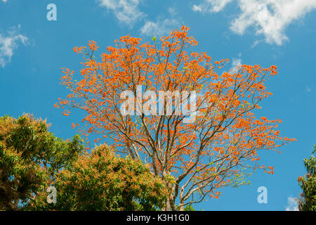 La péninsule de Samana, République dominicaine, cuillère à soupe de limon, l'orange tree blossoming Banque D'Images