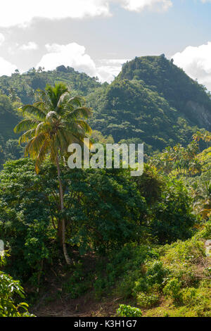 La péninsule de Samana, République dominicaine, cuillère à soupe de Limon, décor à la manière de la cascade somersault Palmarito Banque D'Images