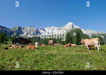 Chalet de montagne près de jeunes en face de stock Alpspitze, Bavaria, Stuibenalm, gamme Wetterstein Banque D'Images