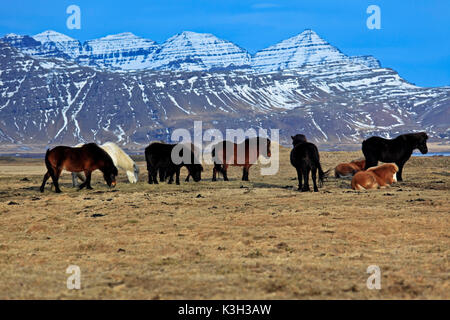 L'Islande, l'Austurland, fjords de l'Est, l'Est de l'islande, Islande chevaux Banque D'Images