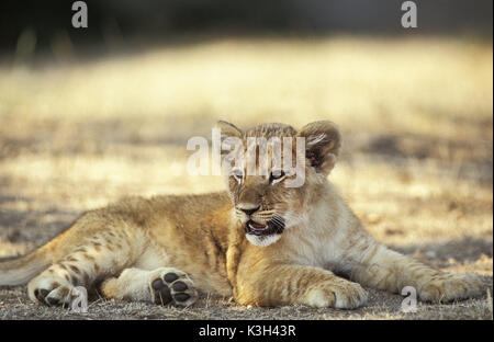 L'African Lion, Panthera leo, Cub, pose le Masai Mara au Kenya Parc Banque D'Images