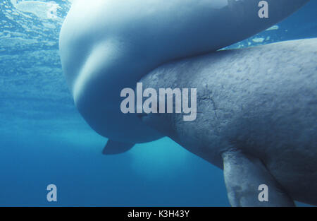 Béluga ou baleine blanche, Delphinapterus leucas, mère et son petit Banque D'Images
