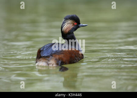 Grèbe à cou noir Podiceps nigricollis, natation adultes, sur l'étang, Pyrénées dans le sud ouest de la France Banque D'Images
