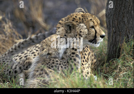 Le guépard, Acinonyx jubatus, Mère playint avec Cub, parc de Masai Mara au Kenya Banque D'Images