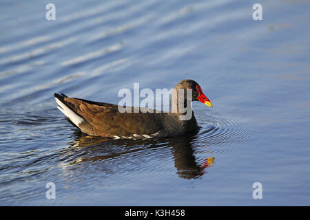 La Gallinule poule-d'eau ou Gallinule européenne, Gallinula chloropus, adulte à l'étang Banque D'Images