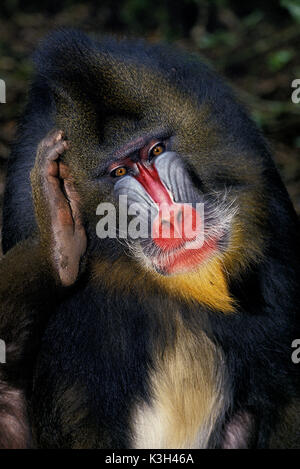 , Mandrill mandrillus sphinx, Portrait of Male Scratching Head Banque D'Images