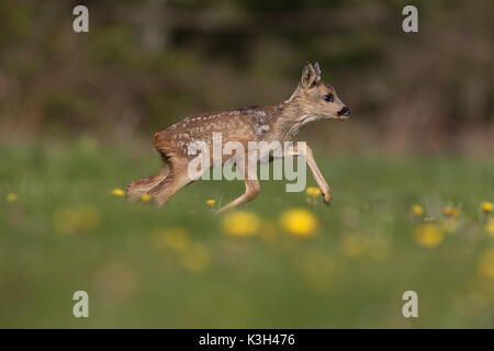 Chevreuil, Capreolus capreolus, Fauve d'exécution à travers les fleurs, Banque D'Images