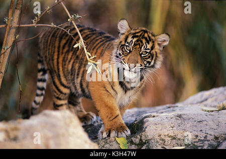 Tigre de Sumatra, Panthera tigris sumatrae, Cub Banque D'Images