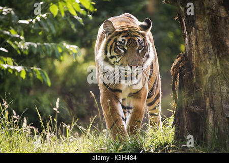 Tigre de Sumatra, Panthera tigris sumatrae Banque D'Images