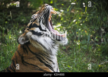 Tigre de Sumatra, Panthera tigris sumatrae, Portrait d'Homme le bâillement Banque D'Images