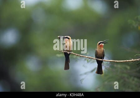 Mangeur d'abeilles rieuses, merops bullockoides, adultes debout sur branche, insecte, Kenya Banque D'Images