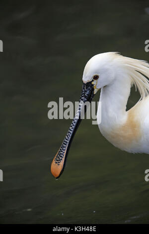 Spatule blanche Platalea leucorodia, adulte, Banque D'Images