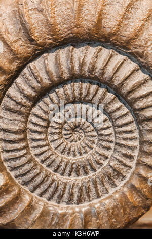 L'Angleterre, dans le Dorset, Lyme Regis Lyme Regis, ammonite, Musée Banque D'Images