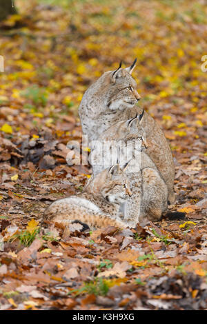 Le Lynx d'Eurasie, Lynx lynx, femme avec deux chatons, Germany, Europe Banque D'Images