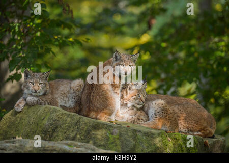 Le Lynx d'Eurasie, Lynx lynx, trois chatons, Germany, Europe Banque D'Images