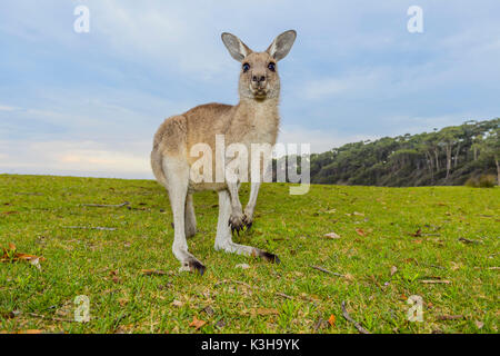 Kangourou gris, Macropus giganteus, Murramarang National Park, New South Wales, Australie Banque D'Images