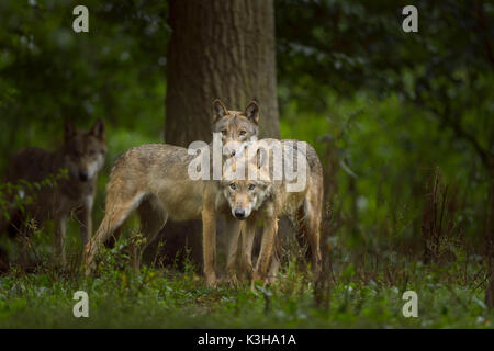 Le loup gris d'Europe, Canis lupus lupus, Allemagne Banque D'Images