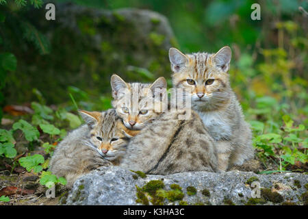 Chat sauvage, Felis silvestris, trois chatons, Allemagne Banque D'Images