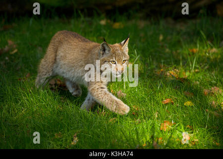 Le Lynx d'Eurasie, Lynx lynx, chaton, Germany, Europe Banque D'Images