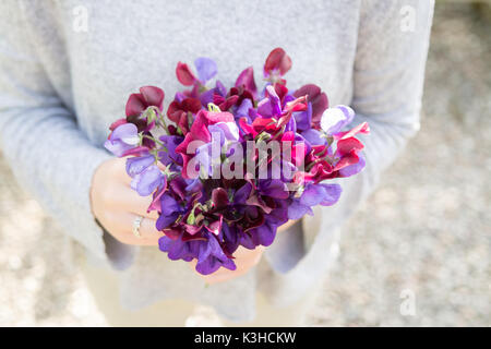 Ramasser les petits pois Pois de posy jardin Banque D'Images