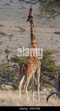 Giraffe réticulée pâturage sur un acacia, lewa wildlife conservancy, Kenya Banque D'Images