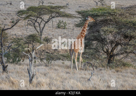Giraffe réticulée pâturage sur un acacia, lewa wildlife conservancy, Kenya Banque D'Images