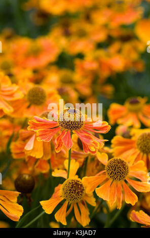 Helenium 'Sahin's Early flowerer' fleurs. Banque D'Images