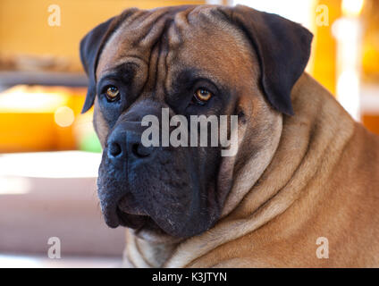 Les Yeux De Couleur Ambre Closeup Portrait Of Rare Race De