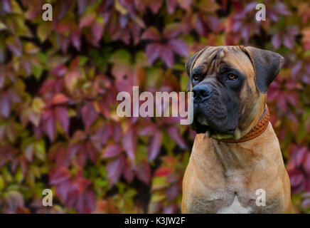 Les Yeux De Couleur Ambre Closeup Portrait Of Rare Race De