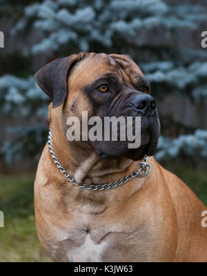 Closeup portrait d'une race de chien - South African Boerboel Mastiff (South African) Banque D'Images