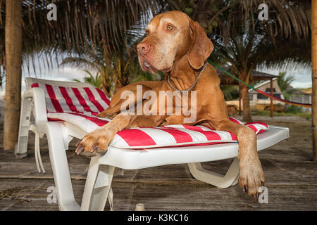 Chien allongé sur une chaise de plage au Pérou Banque D'Images