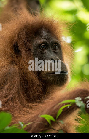 Un orang-outan femelle entre les feuilles dans la jungle de Sumatra. Banque D'Images