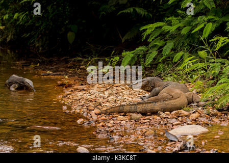 Un Waran dans le parc national de Gunung Leuser à Sumatra, Indonésie / va le long de lécher un flux bien sûr. Toujours à la recherche de proies ou de cadavre. Sur la rive il y a une copie plus clairement et observe lui. Banque D'Images