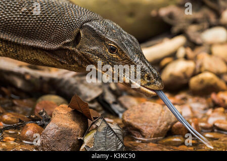 Un Waran dans le parc national de Gunung Leuser à Sumatra, Indonésie / va le long de lécher un flux bien sûr. Toujours à la recherche de proies ou de cadavre. Banque D'Images