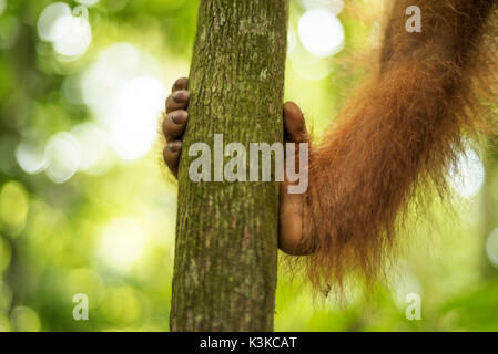 Pied d'une forêt personne, orang-outan dans le parc national de Gunung Leuser à Sumatra, en Indonésie. Banque D'Images