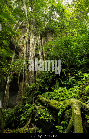 Des racines aériennes d'un arbre à l'entrée d'un système de grottes de la 'Bat Cave' fermer Bukit Lawang dans la jungle de la parc national de Gunung Leuser à Sumatra, en Indonésie. Banque D'Images