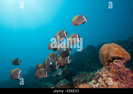 Banc de papillons, Chaetodon collare Redtail, South Male Atoll, Maldives Banque D'Images