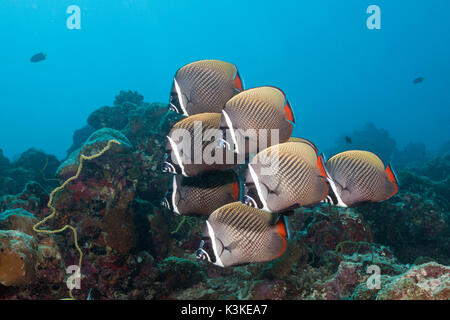 Banc de papillons, Chaetodon collare Redtail, South Male Atoll, Maldives Banque D'Images